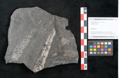 Foto (Objekt + Etikett) von Plantae indet.  (NHMW-GEO-2024-0188-11201)